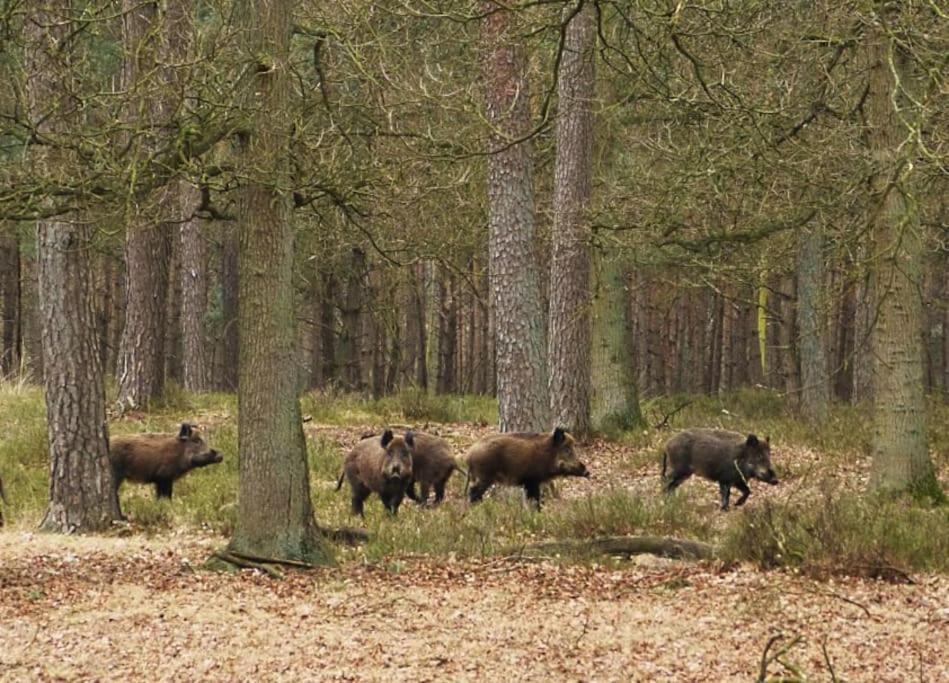 Sfeervol Chalet De Dassenburcht Emst Bagian luar foto